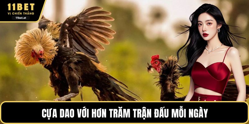 Cựa dao với hơn trăm trận đấu mỗi ngày