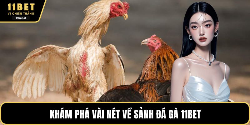 Khám phá vài nét về sảnh đá gà 11BET